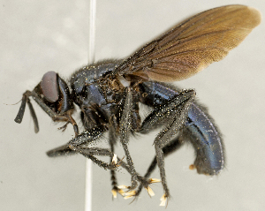  ( - CNC2086186)  @11 [ ] No rights reserved (2024) Unspecified Canadian National Collection of Insects, Arachnids and Nematodes