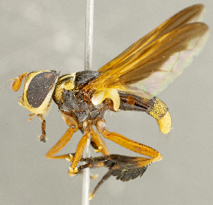  (Trichopoda sp. AZ1 - CNC2086187)  @11 [ ] No rights reserved (2024) Unspecified Canadian National Collection of Insects, Arachnids and Nematodes
