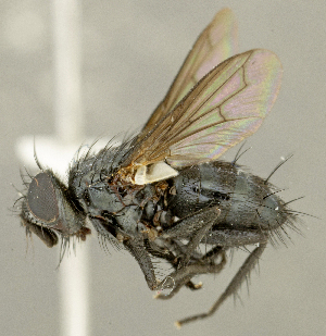  (Wagneria sp. AZ1 - CNC2086188)  @11 [ ] No rights reserved (2024) Unspecified Canadian National Collection of Insects, Arachnids and Nematodes