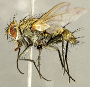  (Paradidyma sp. AZ1 - CNC2086194)  @11 [ ] No rights reserved (2024) Unspecified Canadian National Collection of Insects, Arachnids and Nematodes