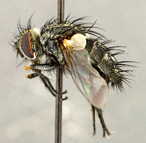  (Exorista sp. SW3 - CNC5276261)  @11 [ ] No rights reserved (2023) Unspecified Canadian National Collection of Insects, Arachnids and Nematodes