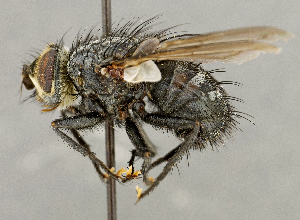  ( - CNC5277221)  @11 [ ] No rights reserved (2023) Unspecified Canadian National Collection of Insects, Arachnids and Nematodes