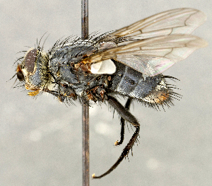 ( - CNC5277307)  @11 [ ] No rights reserved (2023) Unspecified Canadian National Collection of Insects, Arachnids and Nematodes
