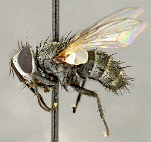  ( - CNC5277336)  @11 [ ] No rights reserved (2023) Unspecified Canadian National Collection of Insects, Arachnids and Nematodes