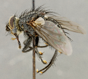  ( - CNC5277360)  @11 [ ] No rights reserved (2023) Unspecified Canadian National Collection of Insects, Arachnids and Nematodes