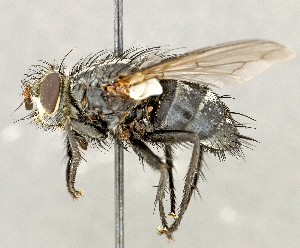  ( - CNC5277371)  @11 [ ] No rights reserved (2023) Unspecified Canadian National Collection of Insects, Arachnids and Nematodes