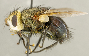  (Archytas sp. UT1 - CNC5328063)  @11 [ ] No rights reserved (2024) Unspecified Canadian National Collection of Insects, Arachnids and Nematodes