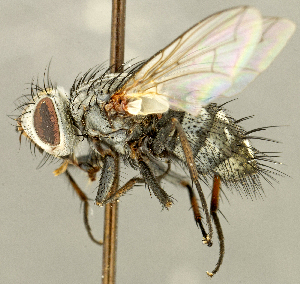  (Patelloa sp. UT1 - CNC5328074)  @11 [ ] No rights reserved (2024) Unspecified Canadian National Collection of Insects, Arachnids and Nematodes