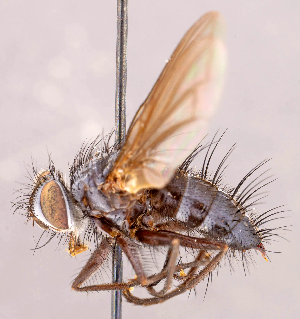  (Neomintho sp. VEN1 - CNC857288)  @11 [ ] No rights reserved (2022) Unspecified Canadian National Collection of Insects, Arachnids and Nematodes