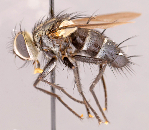  (Neomintho sp. CR2 - CNC857419)  @11 [ ] No rights reserved (2022) Unspecified Canadian National Collection of Insects, Arachnids and Nematodes