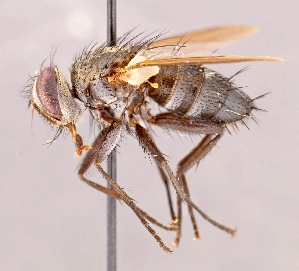  (Neomintho sp. CR9 - CNC857439)  @11 [ ] No rights reserved (2022) Unspecified Canadian National Collection of Insects, Arachnids and Nematodes