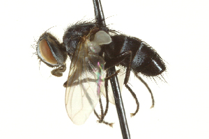  (Neomintho curulis - CNC_Diptera162010a)  @11 [ ] CreativeCommons - Attribution (2012) Unspecified Centre for Biodiversity Genomics