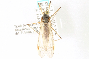  (Tipula alascaensis - CNC DIPTERA 192236)  @14 [ ] CreativeCommons - Attribution (2012) CNC/CBG Photography Group Centre for Biodiversity Genomics