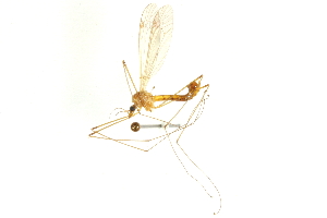  ( - CNC DIPTERA 192318)  @11 [ ] CreativeCommons - Attribution (2012) CNC/CBG Photography Group Centre for Biodiversity Genomics