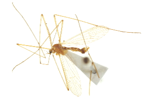  ( - CNC DIPTERA 192394)  @13 [ ] CreativeCommons - Attribution (2012) CNC/CBG Photography Group Centre for Biodiversity Genomics
