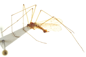  ( - CNC DIPTERA 192395)  @11 [ ] CreativeCommons - Attribution (2012) CNC/CBG Photography Group Centre for Biodiversity Genomics