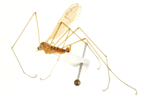  ( - CNC DIPTERA 192396)  @11 [ ] CreativeCommons - Attribution (2012) CNC/CBG Photography Group Centre for Biodiversity Genomics