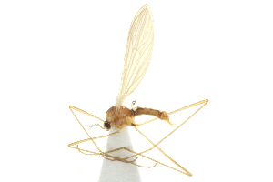  ( - CNC DIPTERA 192406)  @12 [ ] CreativeCommons - Attribution (2012) CNC/CBG Photography Group Centre for Biodiversity Genomics