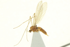  ( - CNC DIPTERA 192407)  @13 [ ] CreativeCommons - Attribution (2012) CNC/CBG Photography Group Centre for Biodiversity Genomics