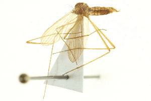  (Erioptera villosa - CNC DIPTERA 192411)  @13 [ ] CreativeCommons - Attribution (2012) CNC/CBG Photography Group Centre for Biodiversity Genomics