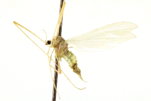  (Erioptera viridula - CNC DIPTERA 192412)  @14 [ ] CreativeCommons - Attribution (2012) CNC/CBG Photography Group Centre for Biodiversity Genomics
