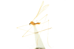  ( - CNC DIPTERA 192418)  @11 [ ] CreativeCommons - Attribution (2012) CNC/CBG Photography Group Centre for Biodiversity Genomics