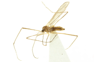  ( - CNC DIPTERA 192433)  @12 [ ] CreativeCommons - Attribution (2012) CNC/CBG Photography Group Centre for Biodiversity Genomics
