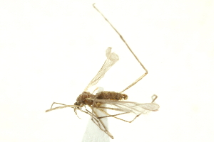  ( - CNC DIPTERA 192435)  @12 [ ] CreativeCommons - Attribution (2012) CNC/CBG Photography Group Centre for Biodiversity Genomics