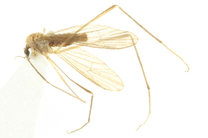  ( - CNC DIPTERA 192439)  @13 [ ] CreativeCommons - Attribution (2012) CNC/CBG Photography Group Centre for Biodiversity Genomics