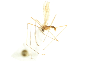  ( - CNC DIPTERA 192451)  @13 [ ] CreativeCommons - Attribution (2012) CNC/CBG Photography Group Centre for Biodiversity Genomics