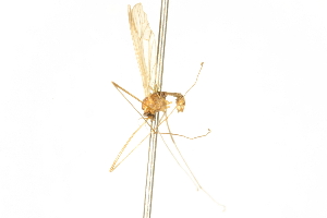  ( - CNC DIPTERA 192453)  @12 [ ] CreativeCommons - Attribution (2012) CNC/CBG Photography Group Centre for Biodiversity Genomics