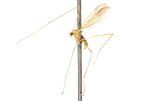  ( - CNC DIPTERA 192454)  @12 [ ] CreativeCommons - Attribution (2012) CNC/CBG Photography Group Centre for Biodiversity Genomics