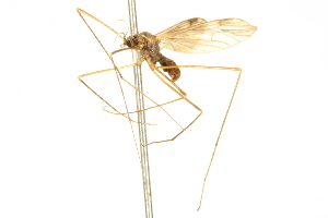  ( - CNC DIPTERA 192455)  @13 [ ] CreativeCommons - Attribution (2012) CNC/CBG Photography Group Centre for Biodiversity Genomics