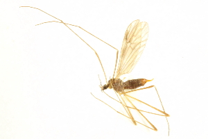  ( - CNC DIPTERA 192456)  @13 [ ] CreativeCommons - Attribution (2012) CNC/CBG Photography Group Centre for Biodiversity Genomics