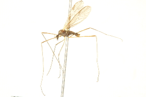  ( - CNC DIPTERA 192457)  @13 [ ] CreativeCommons - Attribution (2012) CNC/CBG Photography Group Centre for Biodiversity Genomics
