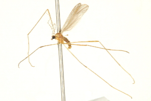  ( - CNC DIPTERA 192460)  @11 [ ] CreativeCommons - Attribution (2012) CNC/CBG Photography Group Centre for Biodiversity Genomics
