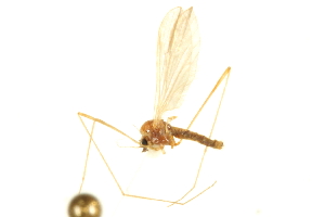  ( - CNC DIPTERA 192462)  @11 [ ] CreativeCommons - Attribution (2012) CNC/CBG Photography Group Centre for Biodiversity Genomics