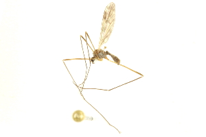 ( - CNC DIPTERA 192464)  @12 [ ] CreativeCommons - Attribution (2012) CNC/CBG Photography Group Centre for Biodiversity Genomics