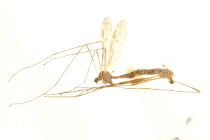  ( - CNC DIPTERA 192465)  @11 [ ] CreativeCommons - Attribution (2012) CNC/CBG Photography Group Centre for Biodiversity Genomics