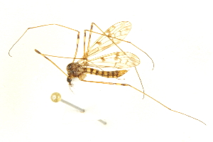  ( - CNC DIPTERA 192478)  @14 [ ] CreativeCommons - Attribution (2012) CNC/CBG Photography Group Centre for Biodiversity Genomics