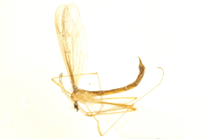  ( - CNC DIPTERA 192485)  @13 [ ] CreativeCommons - Attribution (2012) CNC/CBG Photography Group Centre for Biodiversity Genomics