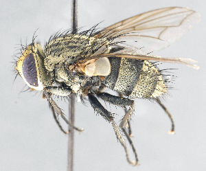  ( - CNC1382052)  @11 [ ] No Rights Reserved  Unspecified Canadian National Collection of Insects Arachnids and Nematodes