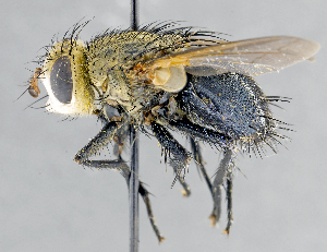  ( - CNC1382094)  @11 [ ] No Rights Reserved  Unspecified Canadian National Collection of Insects Arachnids and Nematodes