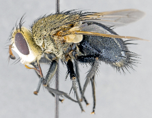  ( - CNC1382176)  @11 [ ] No Rights Reserved  Unspecified Canadian National Collection of Insects Arachnids and Nematodes