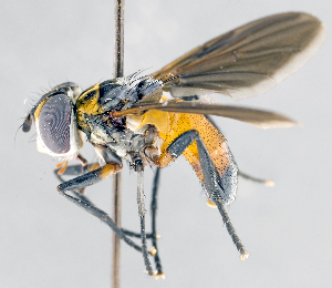  ( - CNC1382180)  @14 [ ] No Rights Reserved  Unspecified Canadian National Collection of Insects Arachnids and Nematodes