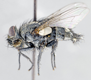  ( - CNC1382310)  @12 [ ] No Rights Reserved  Unspecified Canadian National Collection of Insects Arachnids and Nematodes