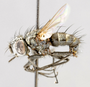  (Spathipalpus philippii - CNC487459)  @11 [ ] No Rights Reserved (2016) Unspecified Canadian National Collection of Insects, Arachnids and Nematodes