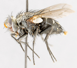  (Trichoprosopus durvillei - CNC487467)  @13 [ ] No Rights Reserved (2016) Unspecified Canadian National Collection of Insects, Arachnids and Nematodes
