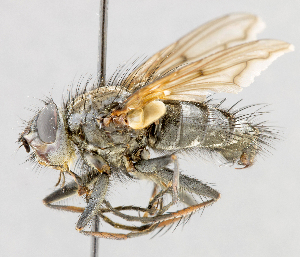  (Dasyuromyia nervosa - CNC487501)  @11 [ ] No Rights Reserved (2016) Unspecified Canadian National Collection of Insects, Arachnids and Nematodes