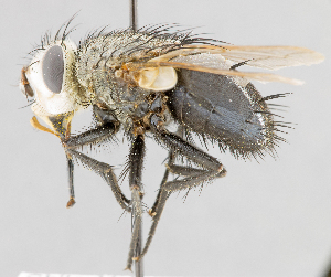  ( - CNC487526)  @11 [ ] No Rights Reserved (2016) Unspecified Canadian National Collection of Insects, Arachnids and Nematodes